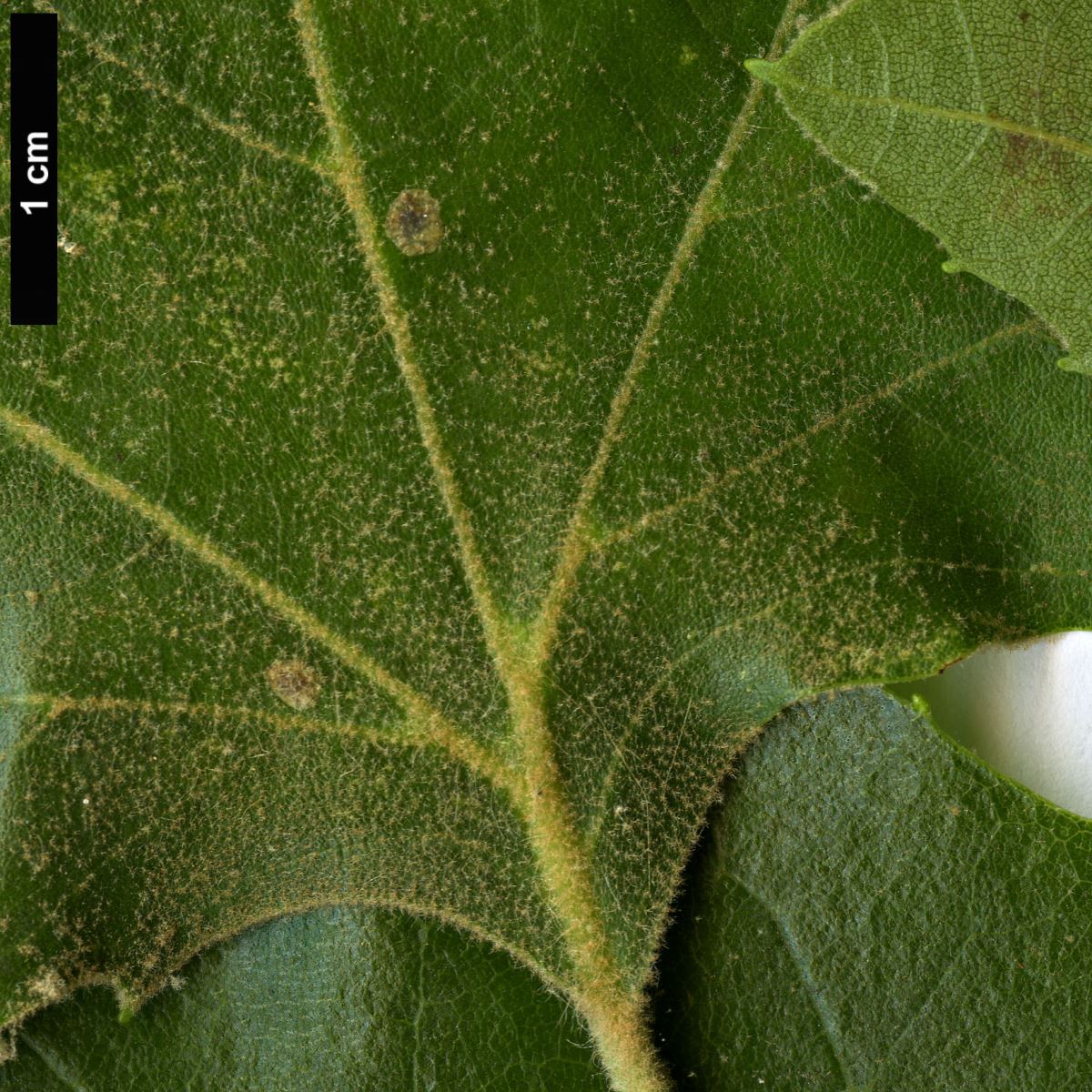 High resolution image: Family: Platanaceae - Genus: Platanus - Taxon: ×hispanica (P.occidentalis × P.orientalis)